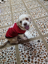 Load image into Gallery viewer, 100 PCS BUNDLE UNDERWEAR PAWS IT PET CLOTHES FOR CATS AND DOGS (ASSORTED)