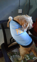 Load image into Gallery viewer, 100 PCS BUNDLE UNDERWEAR PAWS IT PET CLOTHES FOR CATS AND DOGS (ASSORTED)