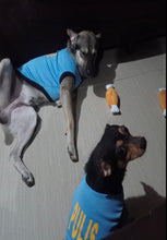 Load image into Gallery viewer, 100 PCS BUNDLE UNDERWEAR PAWS IT PET CLOTHES FOR CATS AND DOGS (ASSORTED)