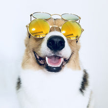 Load image into Gallery viewer, Pet Dog Cat Shades Sunglasses - Small/Large
